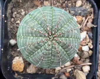 Euphorbia Obesa Cutting (1.5”), Live Plant, Rare Succulent, Baseball Euphorbia