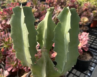 Rare Succulents - Caralluma Acutangula (8"-10")