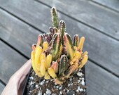 Rare Cactus - Cereus Variegated Fairy Castle