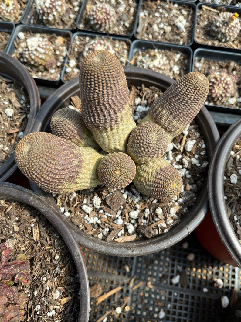 Rare Cactus - Echinopsis Famatimensis cluster