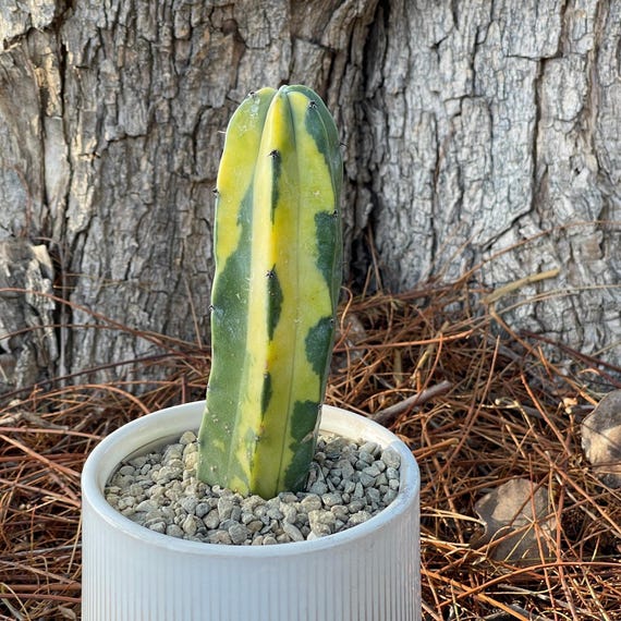 crassula swaziensis variegata Crassula swaziensis Variegata 'Money Maker' main image 1