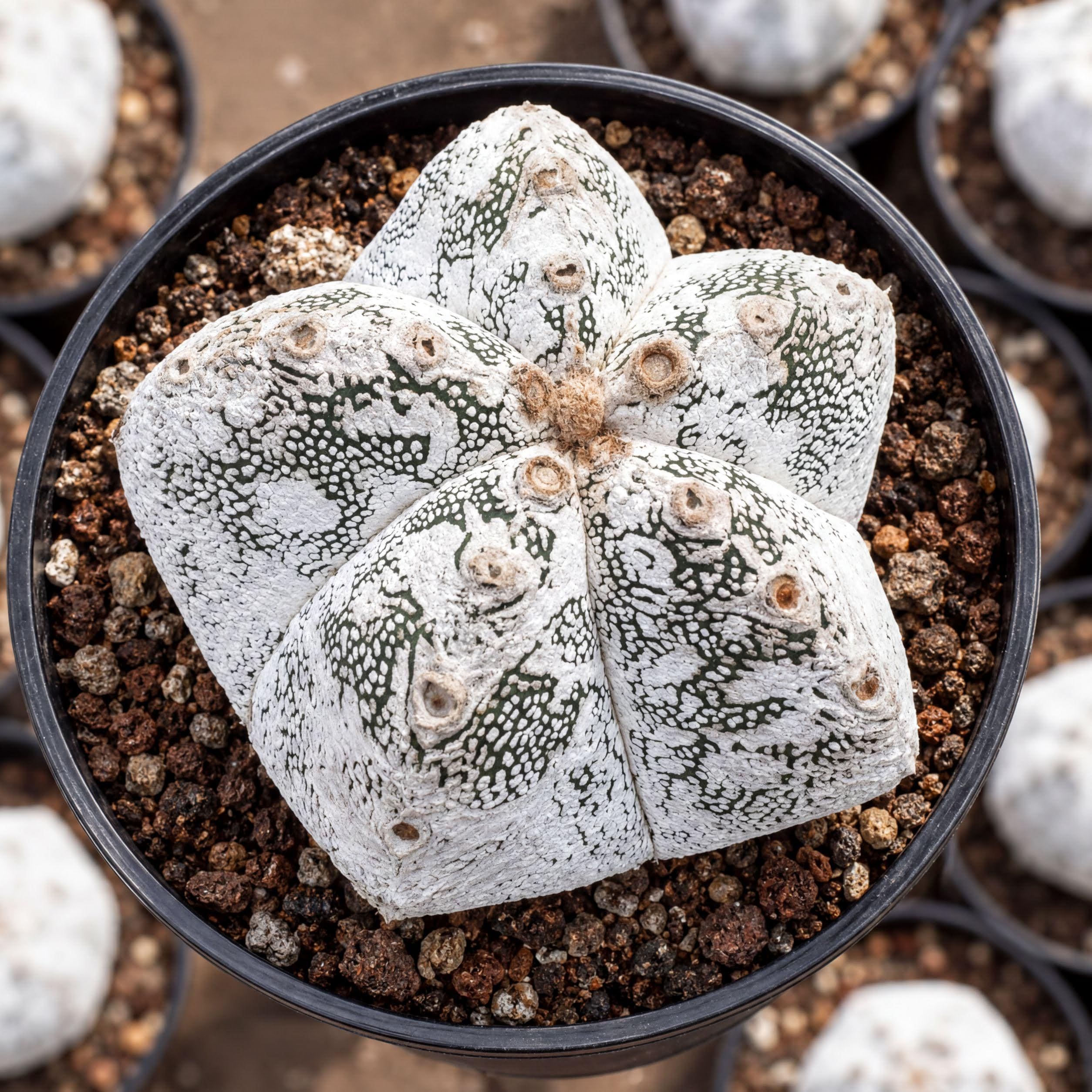 OZWRT (オズワート) Spirit of Astrophytum Live Plant - Rare Cactus, Astrophytum Onzuka (4” Pot), Exotic