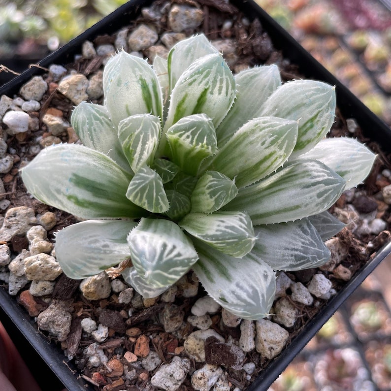 Rare Succulents - Haworthia White Cooperi Variegata