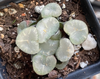 Rare Succulents - Haworthia Maughanni magic mirror