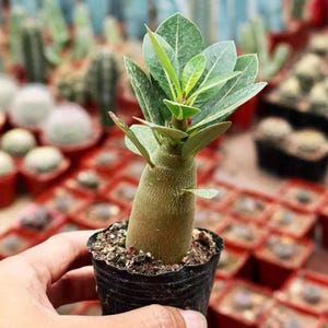 Desert Rose Adenium Obesum, 3/6 Plants, Starter Seedling, Rare Succulent