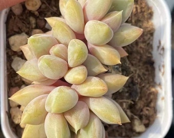 Rare Succulents - Echeveria Ivory Small Cluster (1.5”-2”)