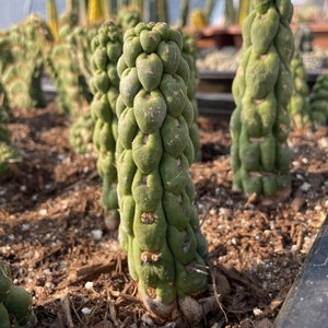 Rare Cactus Eulychnia Castanea cv. varispiralis, spiral special form image 5
