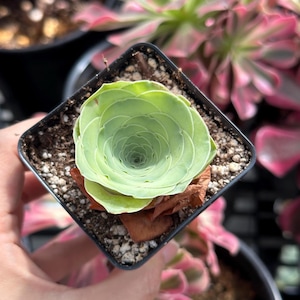 Rare Succulents, Greenovia Wine Cup (2”), Live Plant