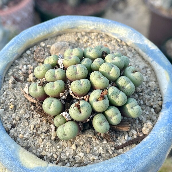 Rare Succulents - Conophytum Minimum small cluster