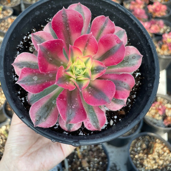 Rare Succulents - Aeonium Pink Witch Single Cutting