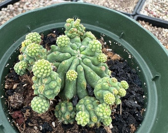 Rare Cactus - Ferocactus Glaucescens cv. Fred