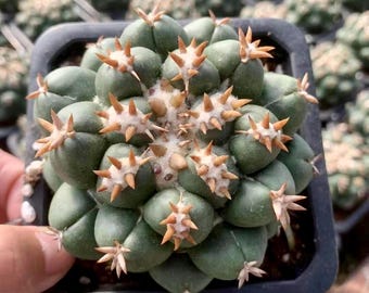 Rare Cactus, Coryphantha Elephantidens var. Tanshi