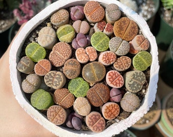 Rare Succulents - Lithops spp. (0.5"-0.8")