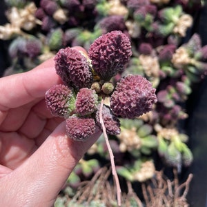 Rare Succulents, Adromischus Herrei, Live Plant
