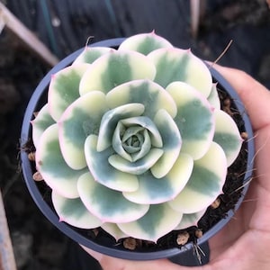 Rare Succulents - Echeveria Lenore Dean variegated (2.5&quot;-3.5&quot;), Live Plant