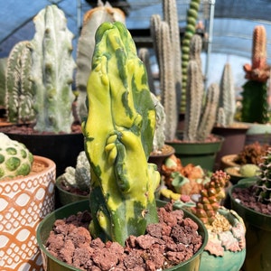 Rare Cactus, Myrtillocactus Geometrizans Fred variegated, Live Plant