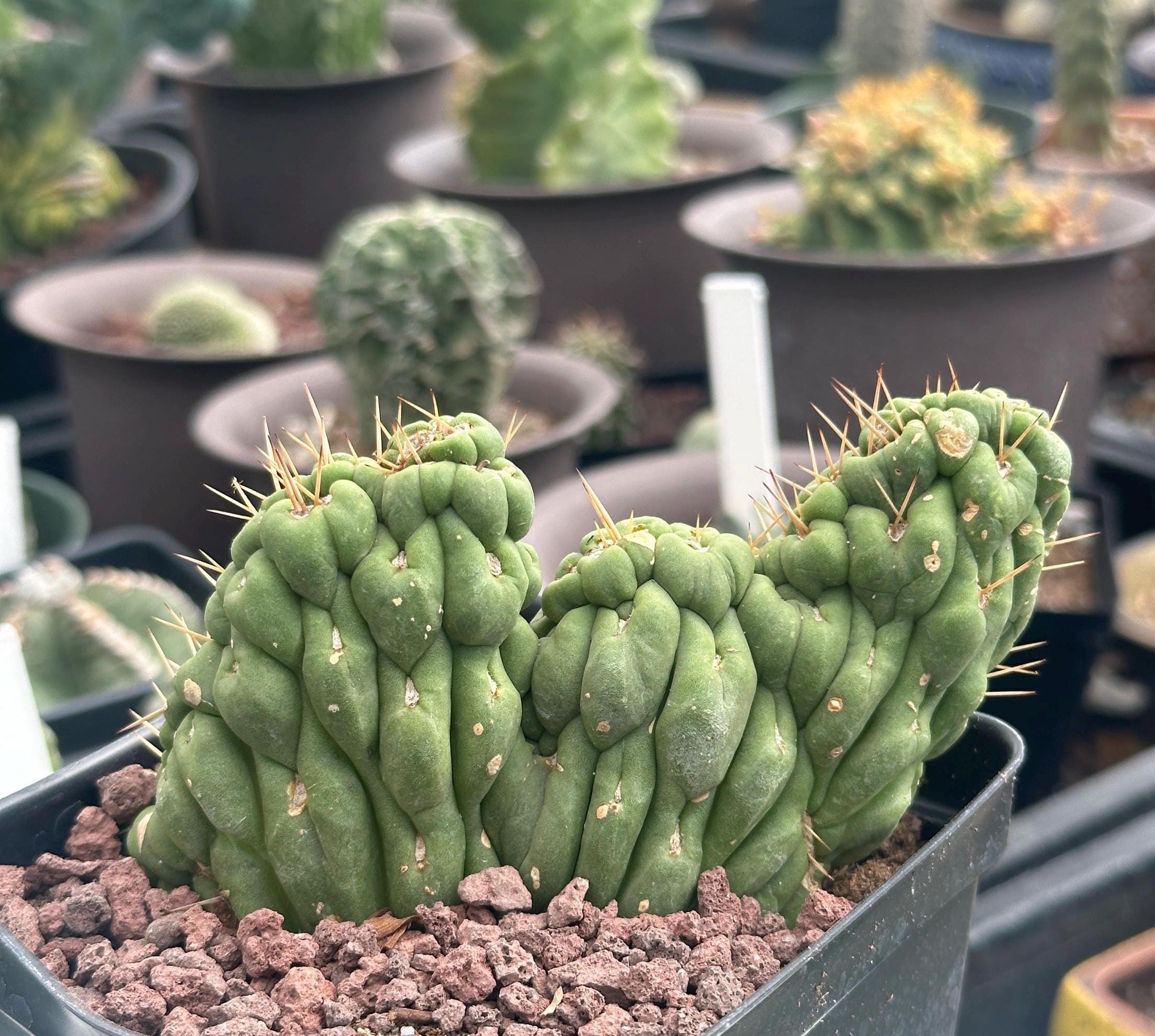 Rare Cactus, Eulychnia Crastanea Crestata 'Unicorn Cactus', Live Plant