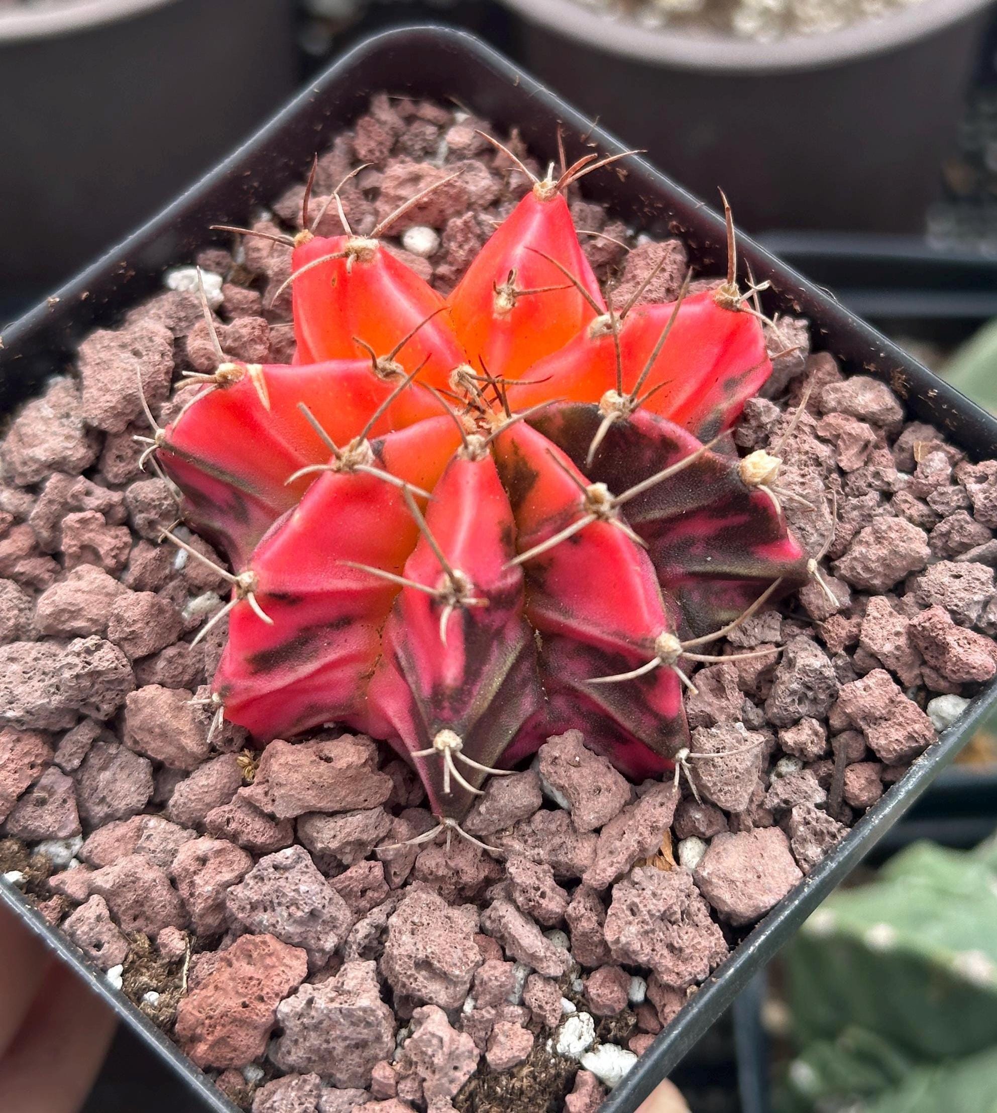 Rare Cactus, Gymnocalycium Mihanovichii Var. Friedrichii Werderm Variegata,  Live Plant - Etsy