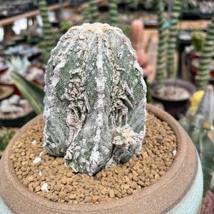 Astrophytum Variegated - Etsy