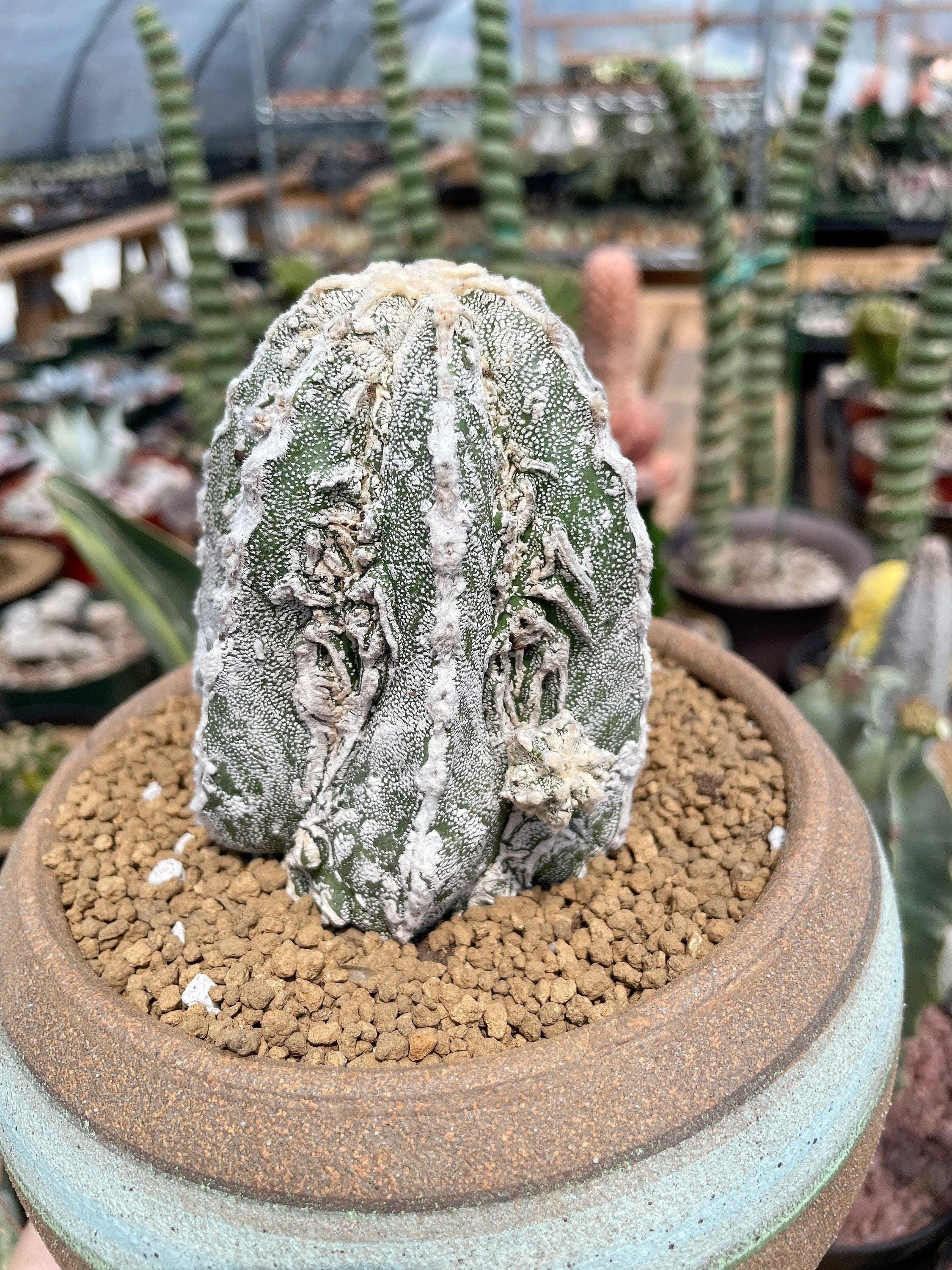 Rare Cactus, Astrophytum Myriostigma Cv. Onzuka Fukuryu, Live