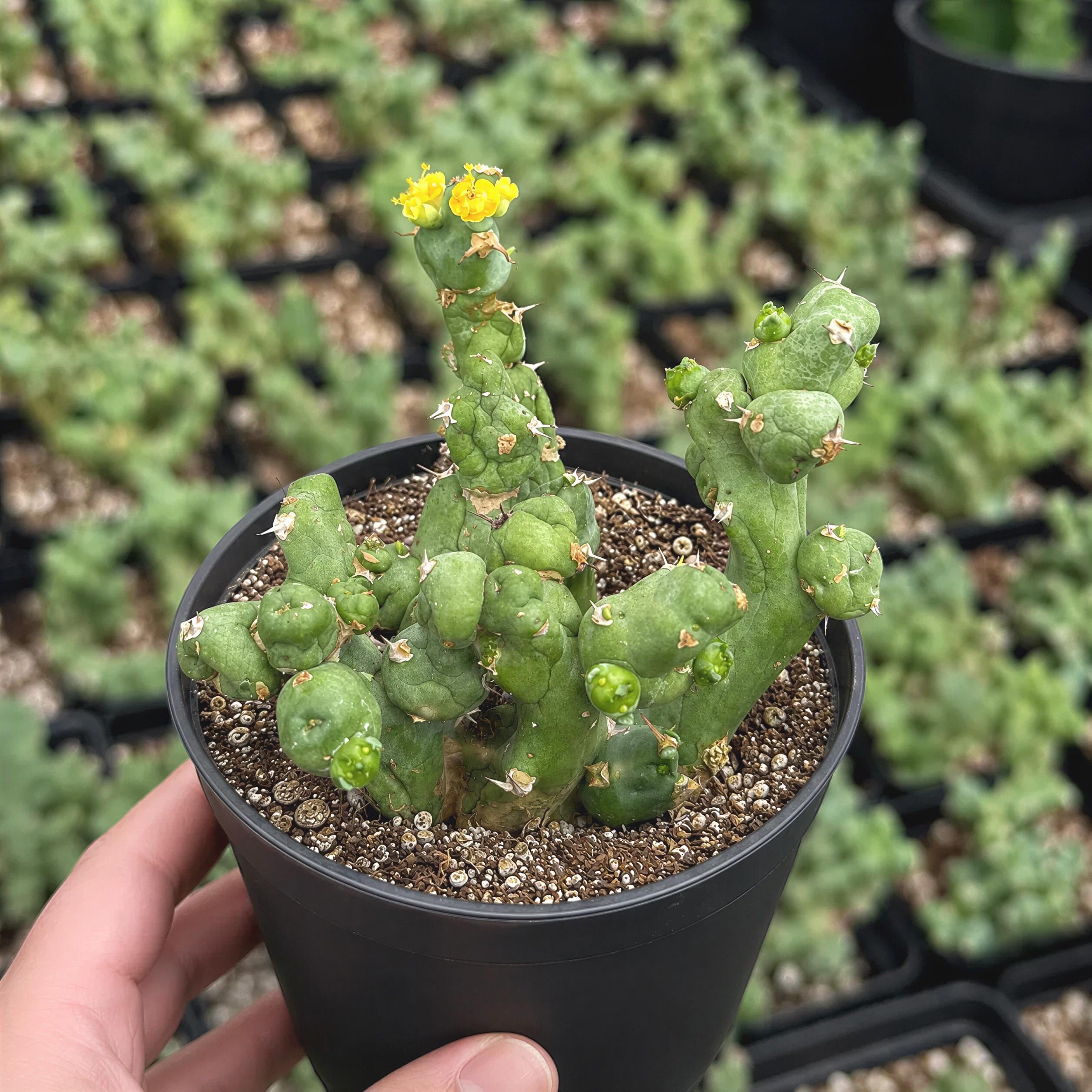 Rare Euphorbia Clivicola, Globe-shaped Succulent, Specimen