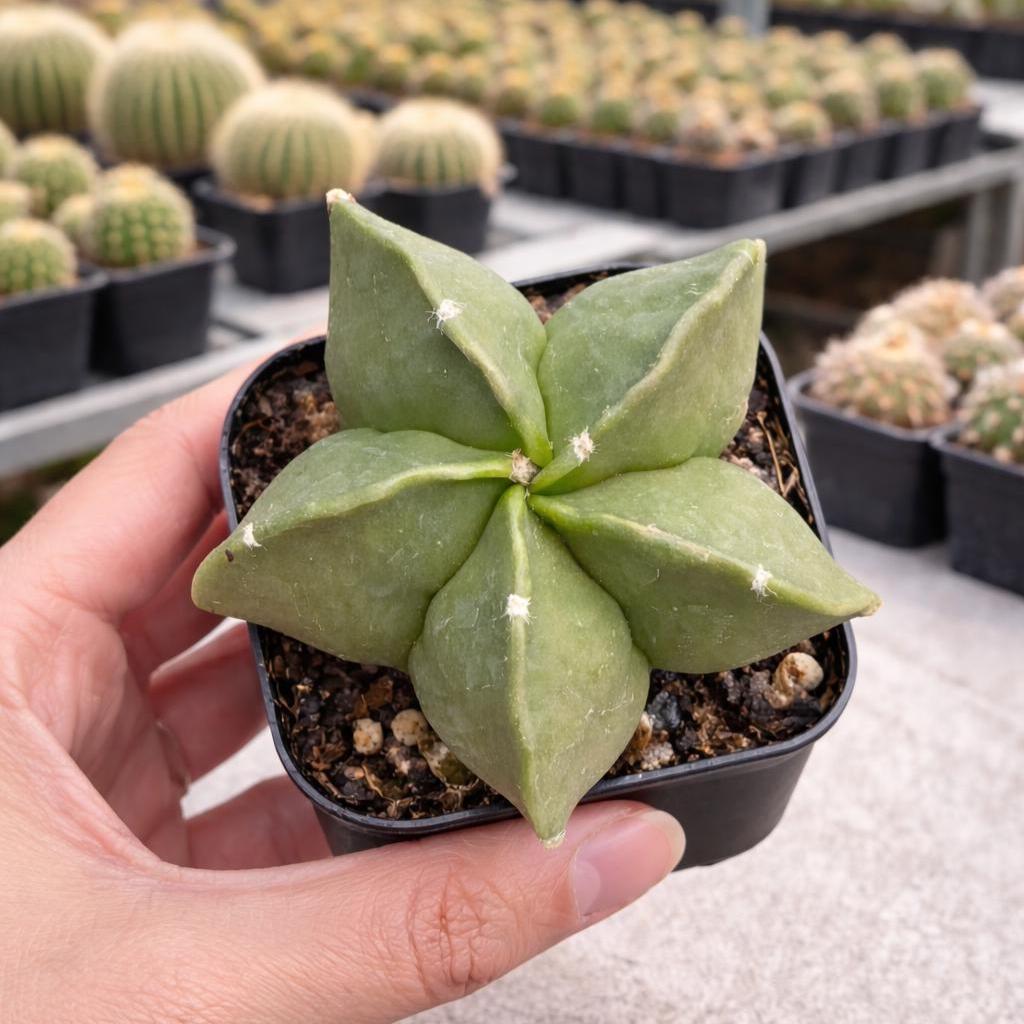 Rare Cactus, Astrophytum Myriostigma, Beginner-friendly, 2