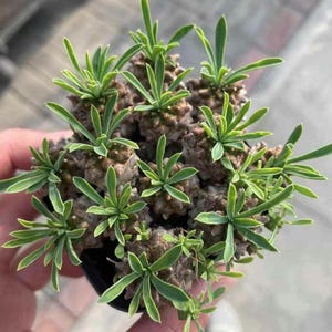 Rare Euphorbia Japonica | Globular Caudex Succulent