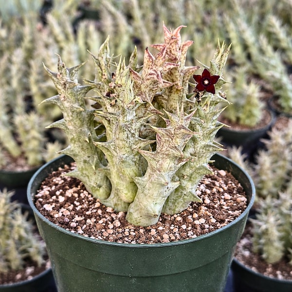 Rare Succulent - Caralluma Hesperidum Cluster - Exotic Live Plant