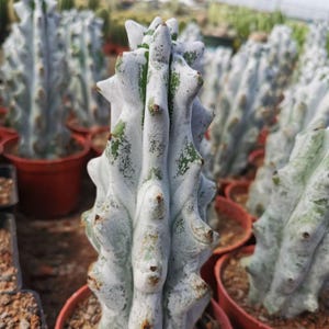 May include: Close-up of a tall, white cactus with a textured surface and green patches. The cactus has a unique, spiky shape and is potted in a small, brown container. Other similar cacti are visible in the background, creating a desert theme.