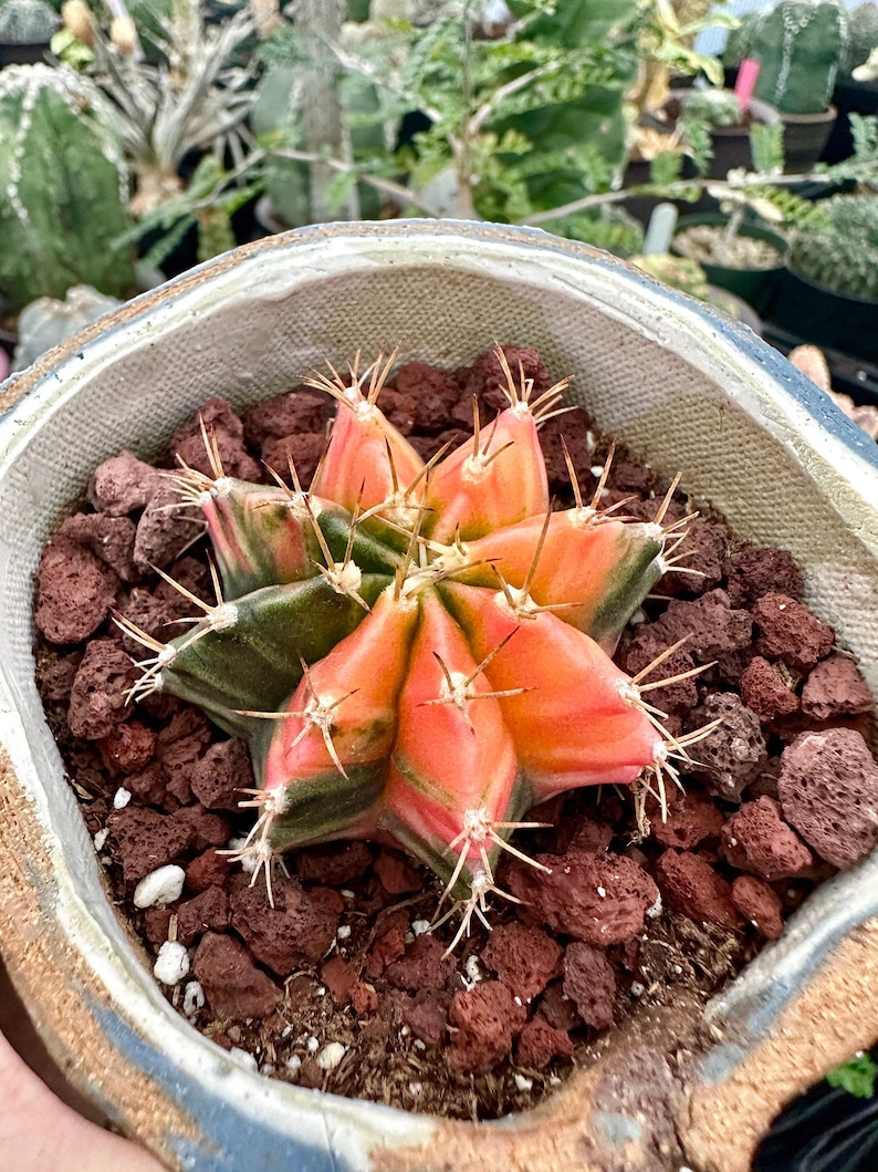 1am Succulents Gymnocalycium Mihanovichii - Thumbnail 4
