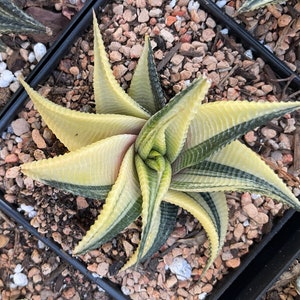 Rare Succulents - Haworthia varigated Limifolia (3.5")