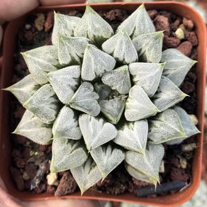 Rare Succulents, Haworthia &#39;Love&#39;, Live Plant