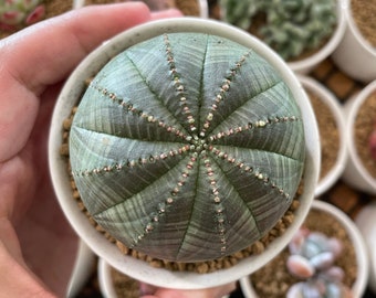 Rare Euphorbia - Euphorbia Obesa (2")