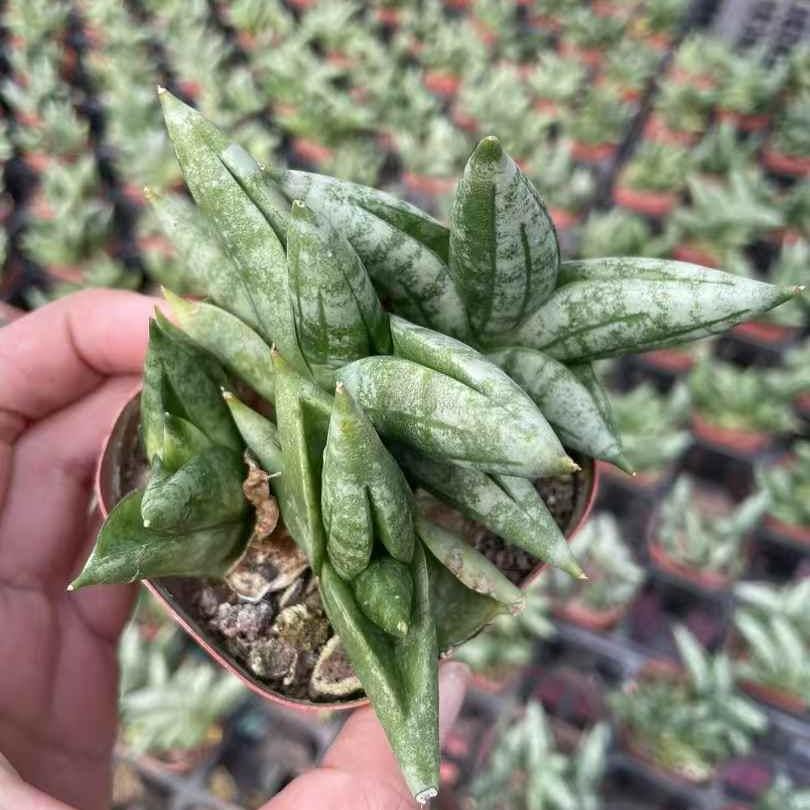 Rare Sansevieria Mini Boncel Succulent: Compact Easy-care Indoor