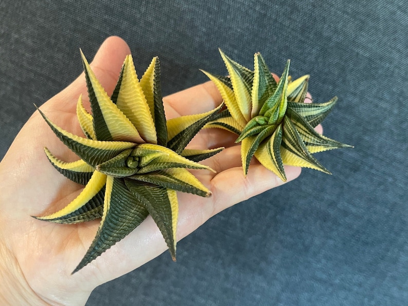 Rare Succulents - Haworthia varigated Limifolia (3.5")