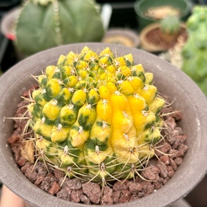 Rare Cactus, Gymnocalycium Baldianum Variegata, Live Plant