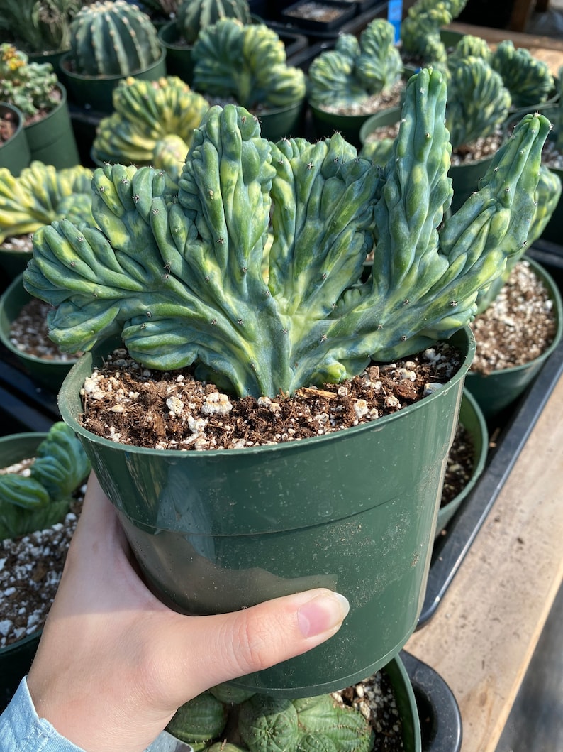 Rare Cactus Myrtillocactus Geometrizans Crested var. Fred variegata image 7