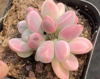 1amSucculents - Etsy