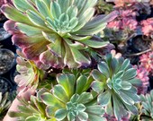 Rare Succulents - Aeonium Ink Painting variegated cluster