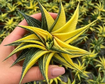 Rare Succulents, Haworthia variegated Limifolia (3.5"), Live Plant