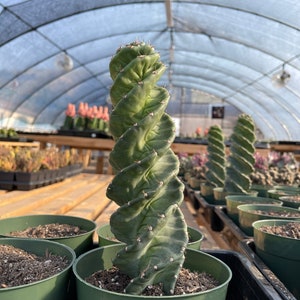Rare Cactus, Cereus Validus Spiralis (9&quot;-15&quot; tall), Live Plant