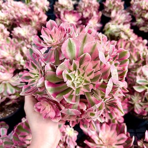 Live Rare Aeonium Pink Witch Succulent Plant, Indoor Outdoor Decor