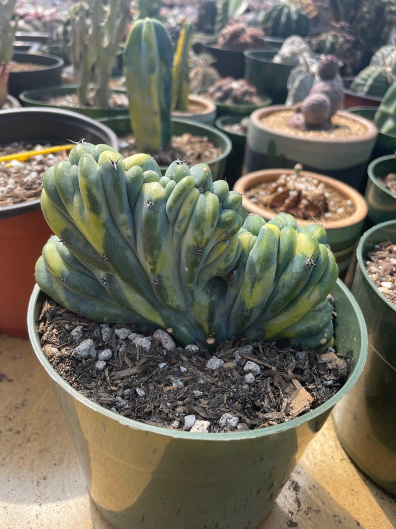 Rare Cactus Myrtillocactus Geometrizans Crested var. Fred variegata image 2