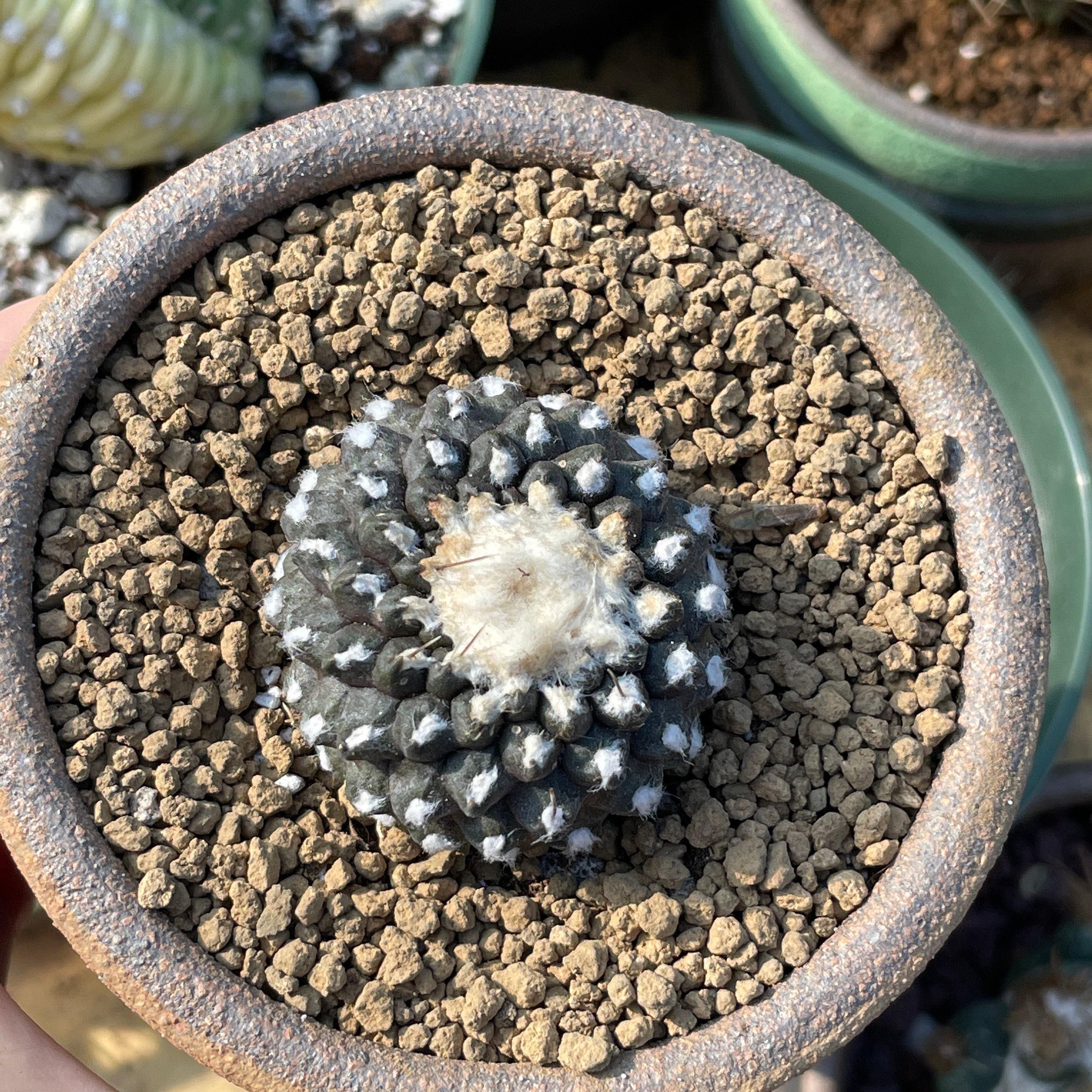 Cocioba Rares Rare Cactus, Copiapoa Tenuissima, Live Plant, Collectible - Etsy