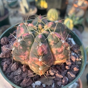 Rare Cactus, Gymnocalycium Horstii Variegata (3&quot;), Live Plant