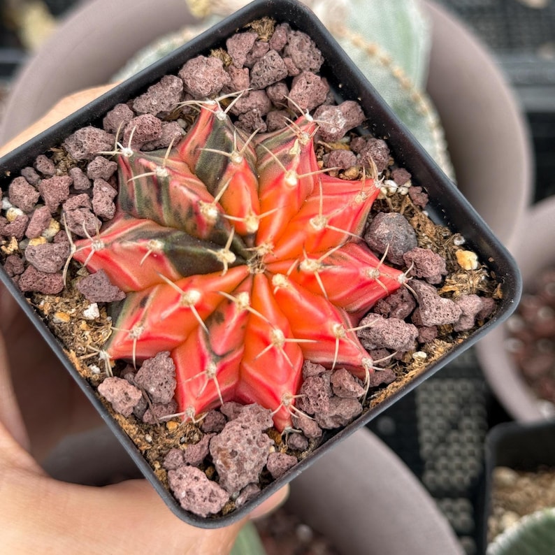 1am Succulents Gymnocalycium Mihanovichii