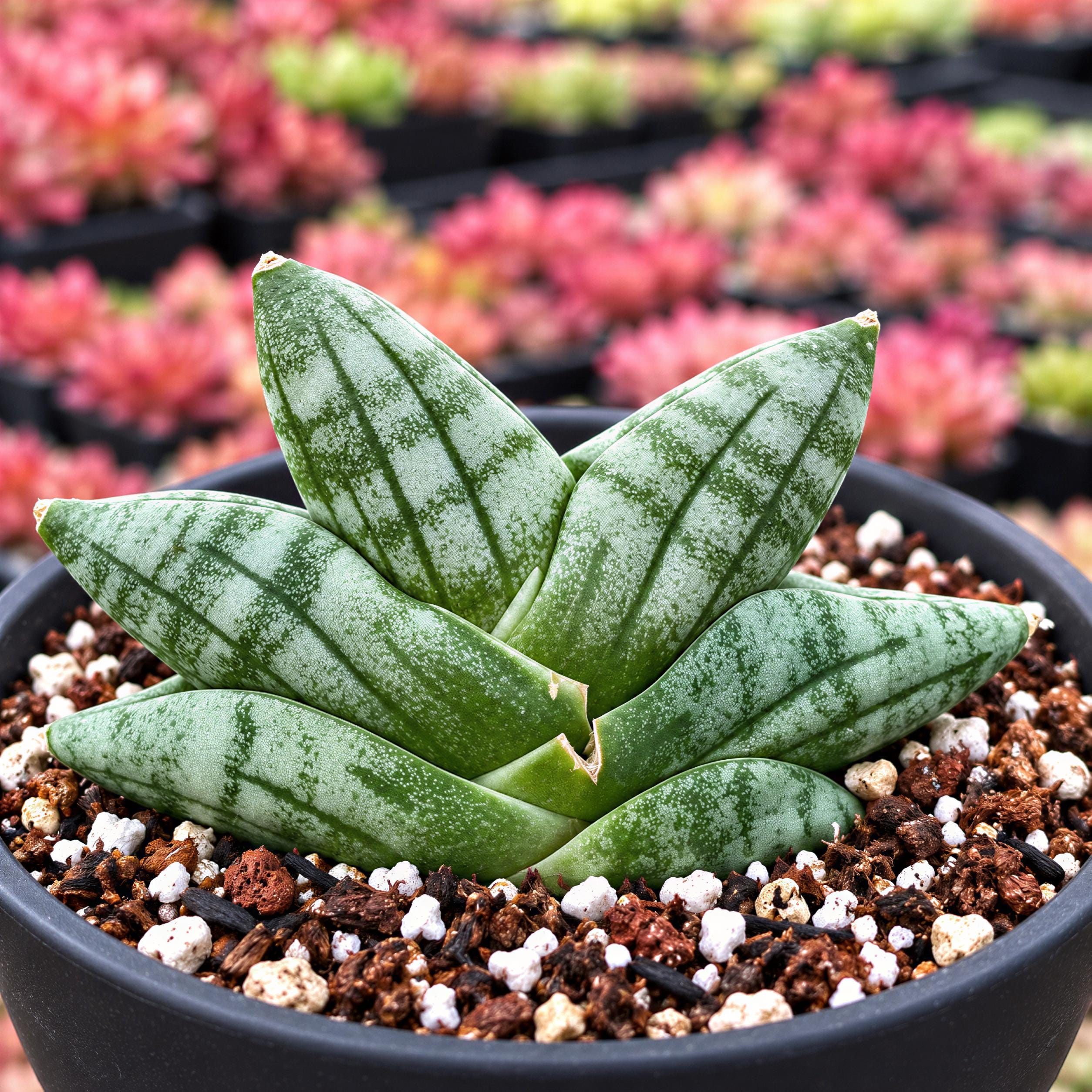 Rare Succulents, Sansevieria Mini Boncel, Christmas Tree, Live