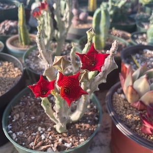 Rare Succulents - Caralluma Socotrana