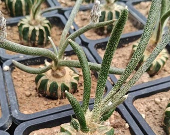 Rare Cactus - Astrophytum Caput-medusae (4”pot), Live Plant
