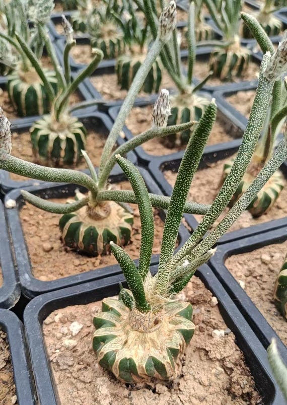 Rare Cactus - Astrophytum Caput-medusae (4pot), Live Plant - Etsy